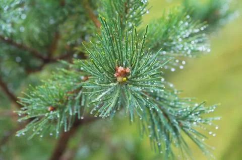 Fir tree brunch close up. Shallow focus. Fluffy fir tree brunch close up. Copy Fotos Stock