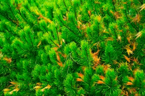 Fir tree brunch close up. Shallow focus. Fluffy fir tree brunch close up. Chr Fotos Stock