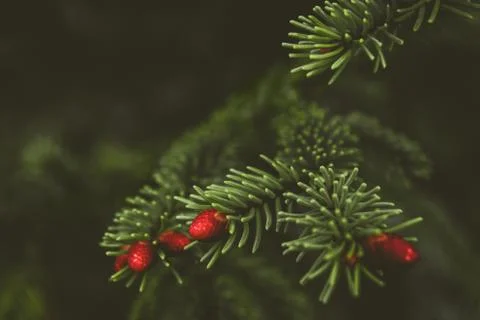 Fir tree brunch close up. Shallow focus. Fluffy fir tree brunch close up. Stock Photos