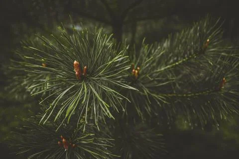 Fir tree brunch close up. Shallow focus. Fluffy fir tree brunch close up. Stock Photos