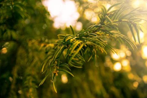 Fir tree brunch close up. Shallow focus. Fluffy fir tree brunch close up. Chr Stock Photos