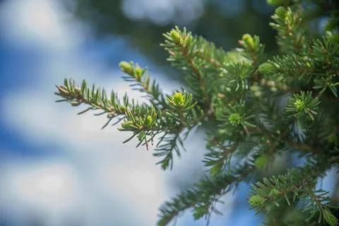 Fir tree brunch close up. Shallow focus. Fluffy fir tree brunch close up. Stock Photos
