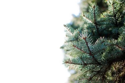 Fir tree brunch close up. Shallow focus. Fluffy fir tree brunch close up. Chr 写真素材