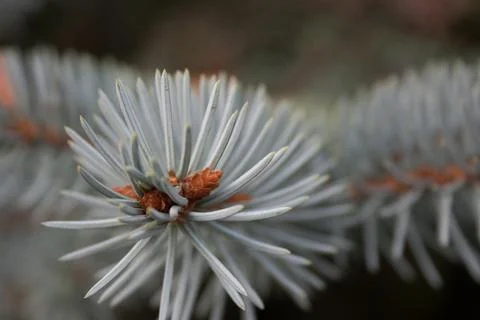 Fir tree brunch close up. Shallow focus. Fluffy fir tree brunch close up. Chr Stock Photos