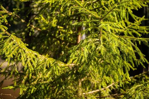 Fir tree brunch close up. Shallow focus. Fluffy fir tree brunch close up. Stock Photos