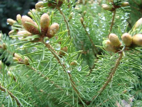 Fir tree brunch close up. Shallow focus. Fluffy fir tree brunch close up. Chr Fotos Stock
