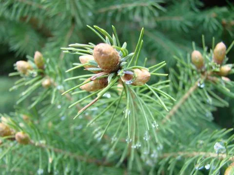 Fir tree brunch close up. Shallow focus. Fluffy fir tree brunch close up. Chr Fotos Stock