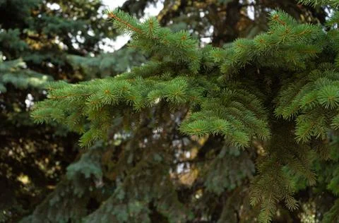 Fir tree brunch close up. Shallow focus. Fluffy fir tree brunch close up. Stock Photos