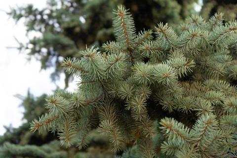 Fir tree brunch close up. Shallow focus. Fluffy fir tree brunch close up. Stock Photos