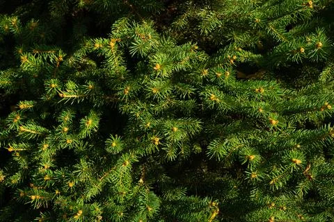 Fir tree brunch close up. Shallow focus. Fluffy fir tree brunch close up. Stock Photos