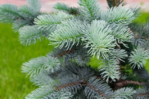 Fir tree brunch close up. Shallow focus. Fluffy fir tree brunch close up Stock Photos