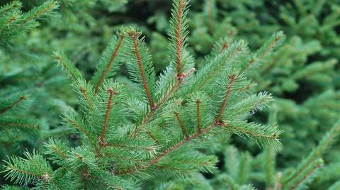Fir tree brunch close up. Shallow focus. Fluffy fir tree brunch close up. Chr Stock Photos