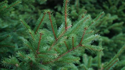 Fir tree brunch close up. Shallow focus. Fluffy fir tree brunch close up. Chr Stock Photos