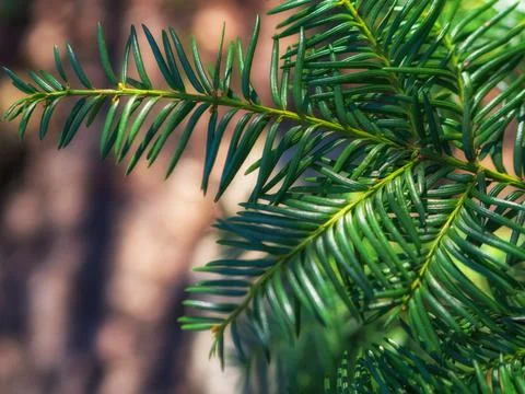 Fir tree brunch close up. Shallow focus. Fluffy fir tree brunch close up Stock Photos