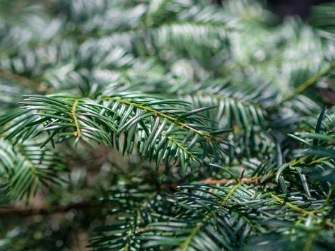 Fir tree brunch close up. Shallow focus. Fluffy fir tree brunch close up Stock Photos