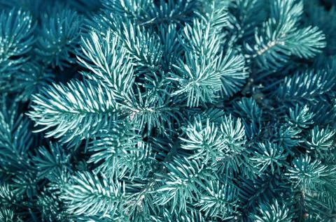 Fir tree brunch close up. Shallow focus. Fluffy fir tree brunch close up. Chr Stock Photos
