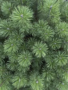 Fir tree brunch close up. Shallow focus. Fluffy fir tree brunch close up. C.. Foto stock