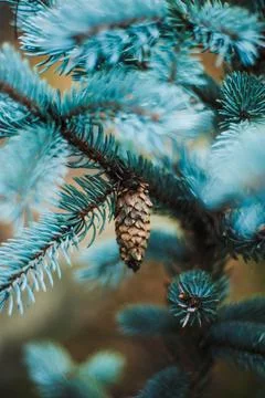 Fir tree brunch close up. Shallow focus. Fluffy fir tree brunch close up. Stock Photos