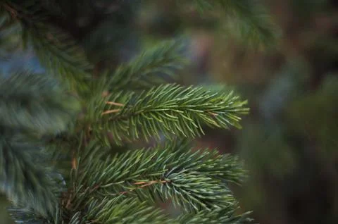 Fir tree brunch close up. Shallow focus. Fluffy fir tree brunch close up. Stock Photos
