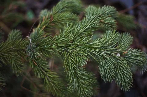 Fir tree brunch close up. Shallow focus. Fluffy fir tree brunch close up. Stock Photos