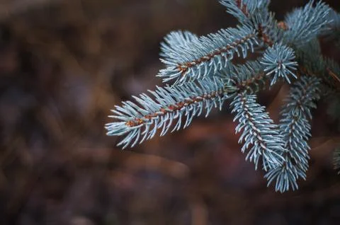 Fir tree brunch close up. Shallow focus. Fluffy fir tree brunch close up. Stock Photos
