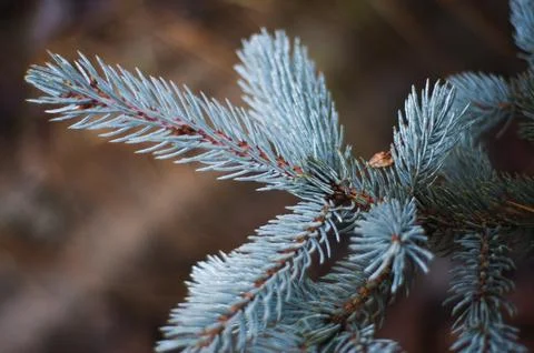 Fir tree brunch close up. Shallow focus. Fluffy fir tree brunch close up. Stock Photos