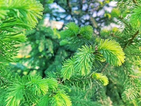 Fir tree brunch close up. Shallow focus. Fluffy fir tree brunch close up. C.. Stock Photos