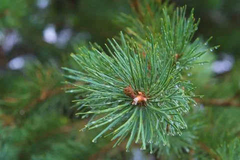 Fir tree brunch close up. Shallow focus. Fluffy fir tree brunch close up. ... Stock Photos