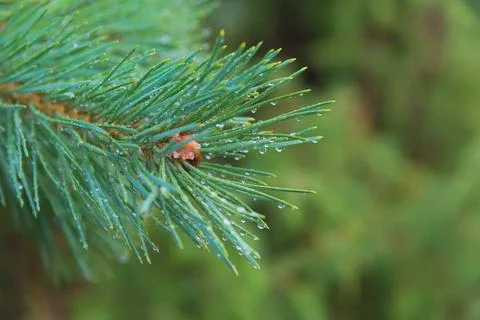 Fir tree brunch close up. Shallow focus. Fluffy fir tree brunch close up. ... Stock Photos