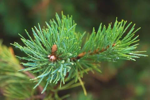 Fir tree brunch close up. Shallow focus. Fluffy fir tree brunch close up. ... Stock Photos
