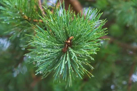 Fir tree brunch close up. Shallow focus. Fluffy fir tree brunch close up. ... Stock Photos