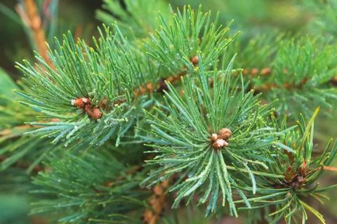 Fir tree brunch close up. Shallow focus. Fluffy fir tree brunch close up. ... Stock Photos