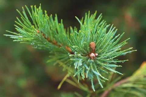 Fir tree brunch close up. Shallow focus. Fluffy fir tree brunch close up. ... Stock Photos