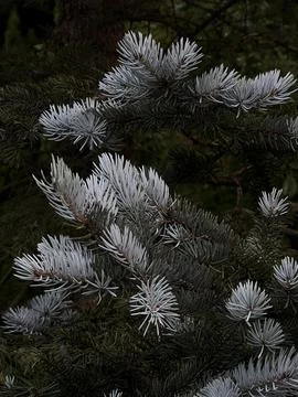 Fir tree brunch close up. Shallow focus. Fluffy fir tree brunch close up. Chr Stock Photos