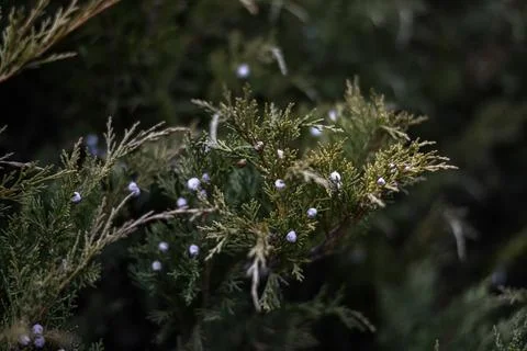 Fir tree brunch close up. Shallow focus. Fluffy fir tree brunch close up. Foto stock