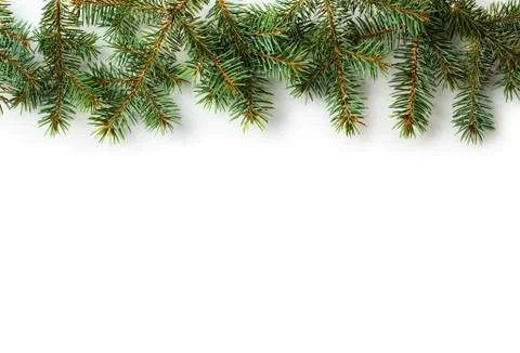 Fir tree brunches Stock Photos