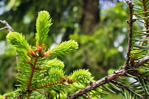 Fir tree bud Foto stock