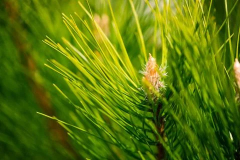 Fir tree buds closeup at springtime Foto stock