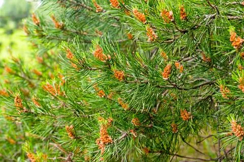 Fir tree bush Stock-Fotos