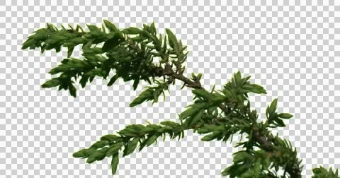 Fir-Tree Bush Plants Grass Branches Stock Footage 50984680
