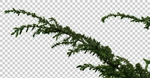 Fir-Tree Bush Plants Grass Branches Video stock 50984853