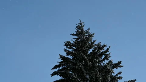 Fir tree on a clear sky background Stock Footage 122522915