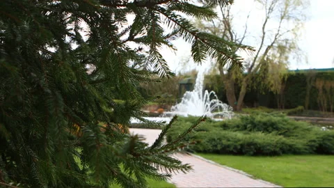 Fir tree close up and park fountain in background. Stock Footage 153671334
