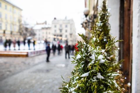 Fir tree close up covered by snow at city street Stock Photos