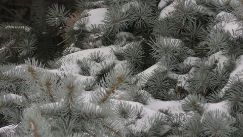 Fir tree in close up Video stock 116417929