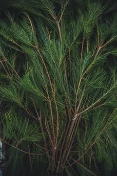 Fir tree close up Stock Illustration