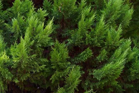 Fir tree close up macro green Stock Photos