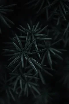 Fir Tree Close-up Macro Photograph with Details in the Dark Stock Photos