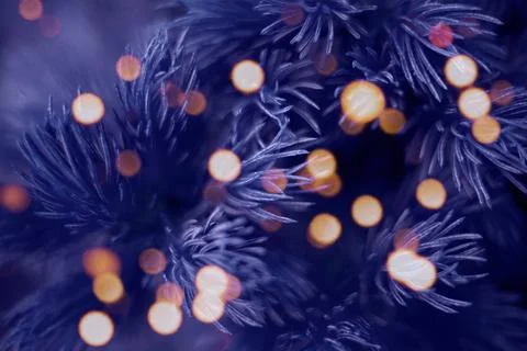 Fir tree close up macro violet very peri Stock Photos