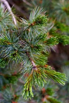 Fir tree close up shot new young leaves evergreen Stock Photos